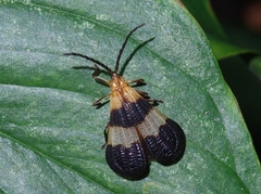 Lycinae