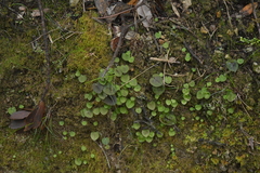 Corybas oblongus