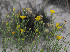 Xanthisma spinulosum