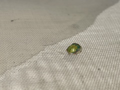 Eurypepla brevilineata