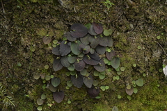 Corybas oblongus