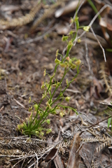 Drosera auriculata