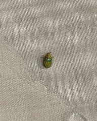 Eurypepla brevilineata