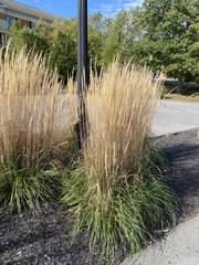 Miscanthus sinensis