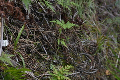 Pterostylis puberula