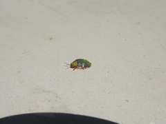 Eurypepla brevilineata