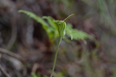 Pterostylis puberula