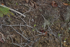 Pterostylis puberula