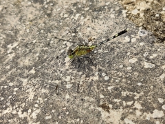 Diplacodes trivialis