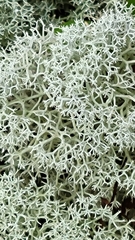 Cladonia stellaris