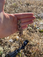 Silene scouleri scouleri