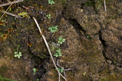 Pterostylis puberula