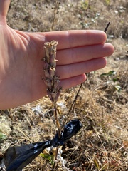 Silene scouleri scouleri