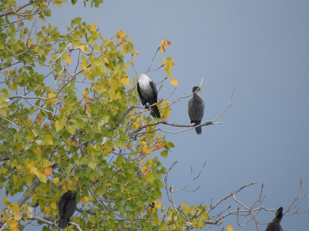 Doublecrested Cormorant from Ottawa, Ohio, United States on September