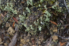 Cladoniaceae