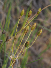Eustoma exaltatum