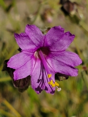 Mirabilis laevis