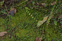 Metrosideros perforata