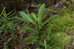 Brachyglottis kirkii