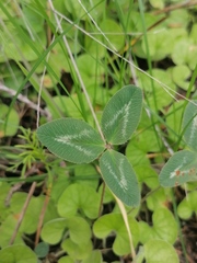 Trifolium