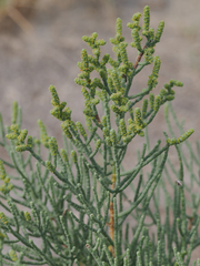Allenrolfea occidentalis