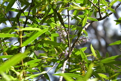 Veronica macrocarpa