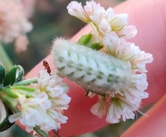 Euphilotes battoides