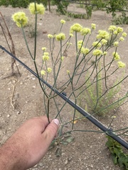 Eriogonum strictum