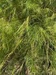 Baloskion tetraphyllum