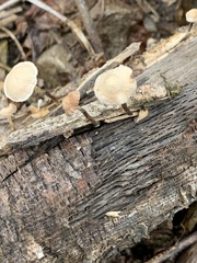 Collybiopsis dichroa