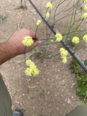 Eriogonum strictum