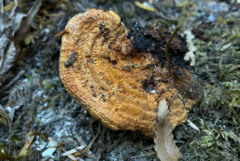Pycnoporellus fulgens