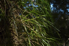 Earina mucronata