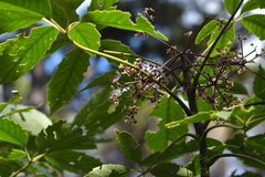 Pseudopanax arboreus