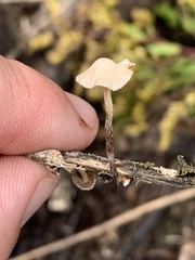 Collybiopsis dichroa