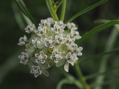 Asclepias subverticillata