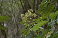 Brachyglottis repanda