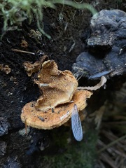 Pycnoporellus fulgens