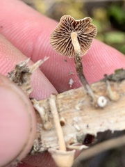 Collybiopsis dichroa