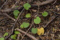 Centella uniflora