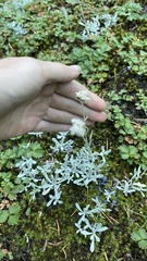 Antennaria