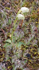 Pterostylis