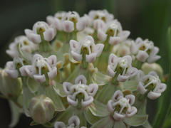 Asclepias subverticillata
