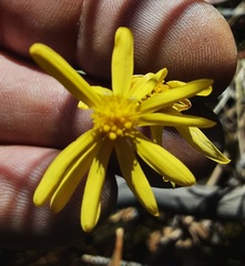 Senecio tenuiflorus