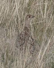 Tympanuchus phasianellus