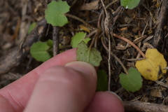 Centella uniflora