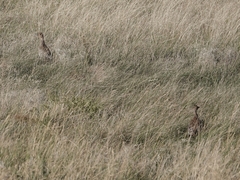 Tympanuchus phasianellus