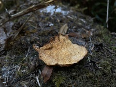 Pycnoporellus fulgens