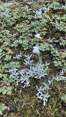 Antennaria