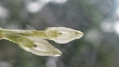 Pterostylis